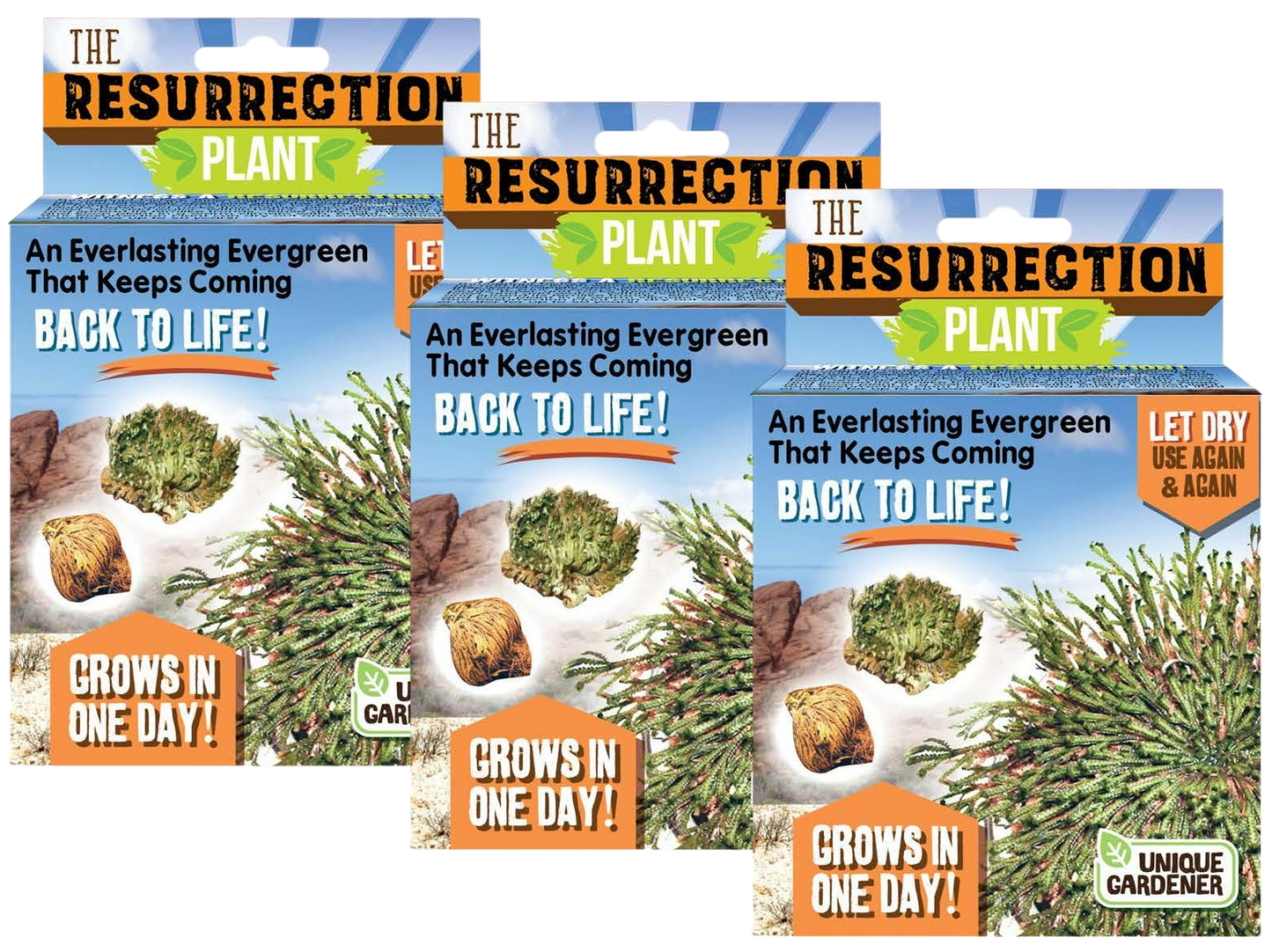 Resurrection Plant -  Multipack of 3