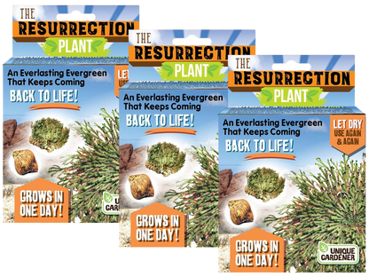Resurrection Plant -  Multipack of 3