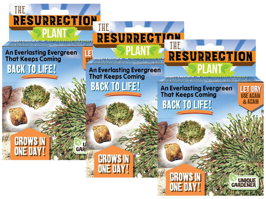 Resurrection Plant -  Multipack of 3