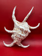 Large Rugosa Arthritic Spider Conch Display – Harpago arthriticus 9"