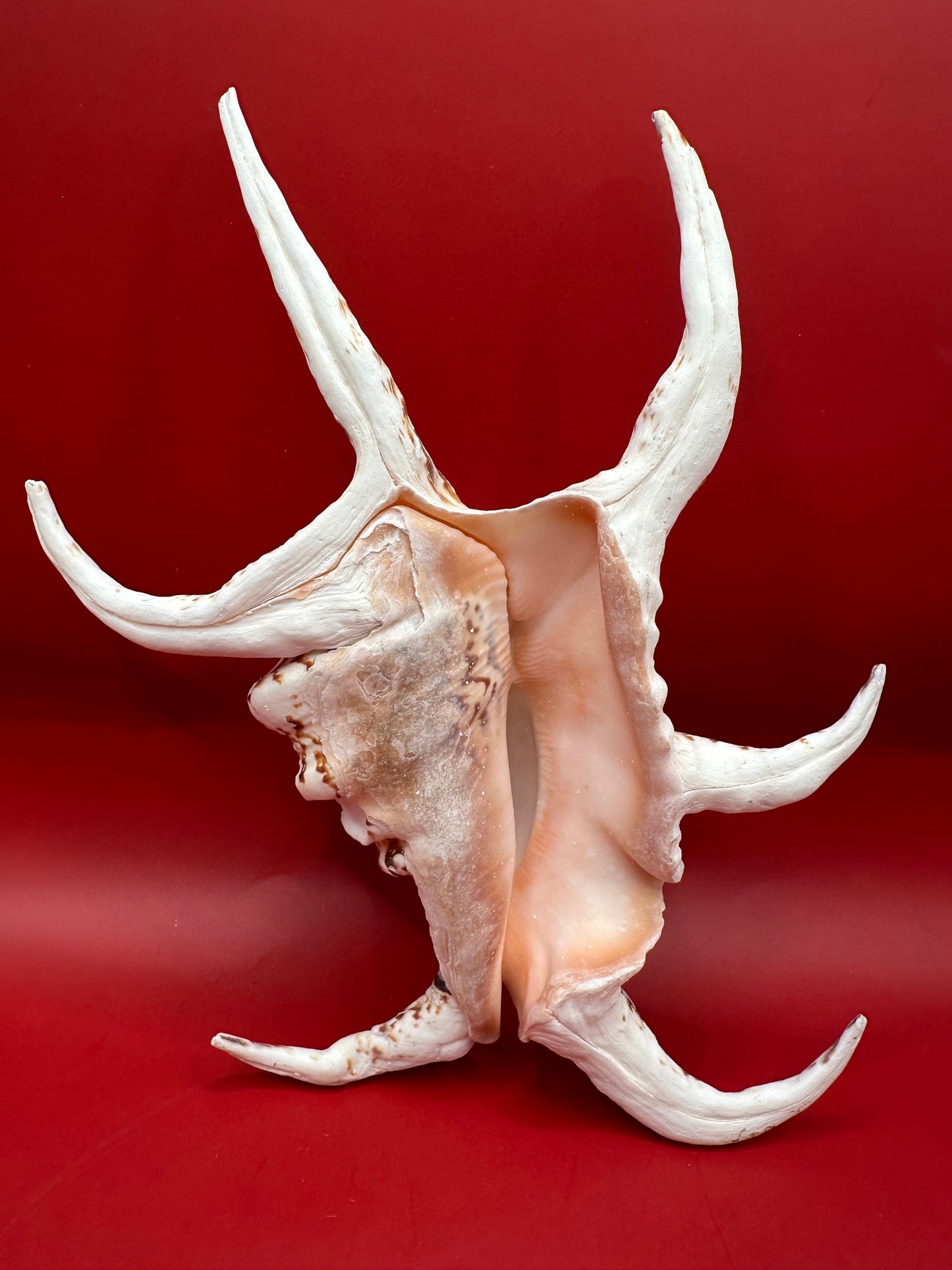 Large Rugosa Arthritic Spider Conch Display – Harpago arthriticus 9"