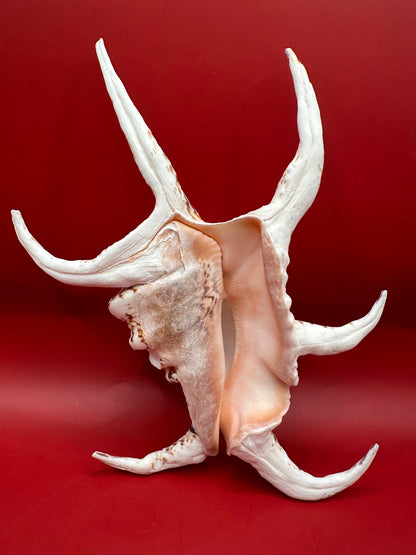 Large Rugosa Arthritic Spider Conch Display – Harpago arthriticus 9"