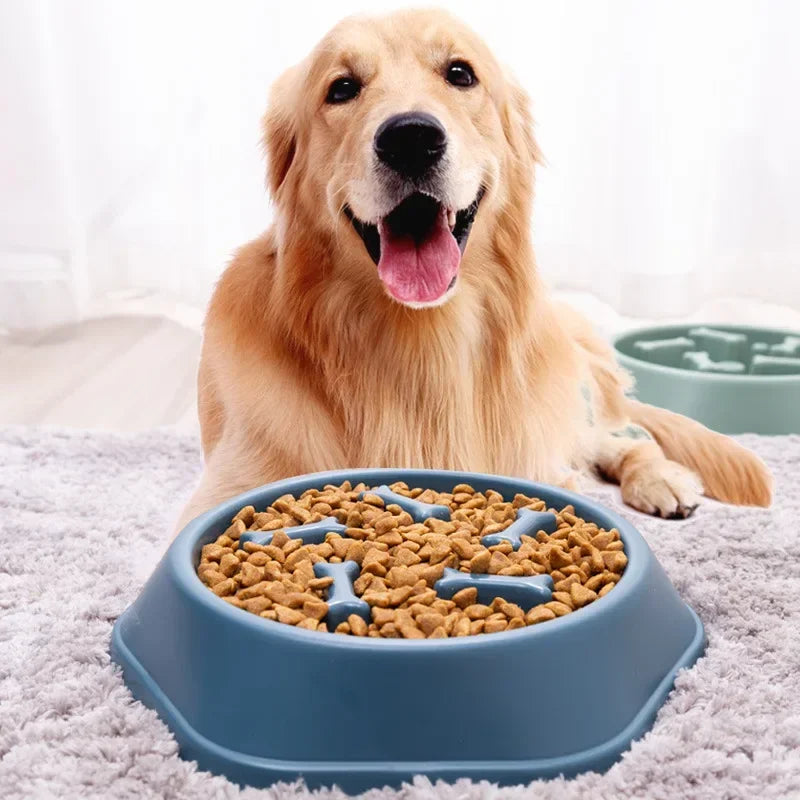 Dog with a bowl of kibble on a white background