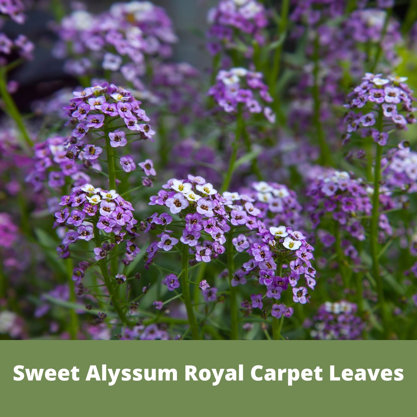 Sweet Alyssum Royal Carpet Seed Pouch
