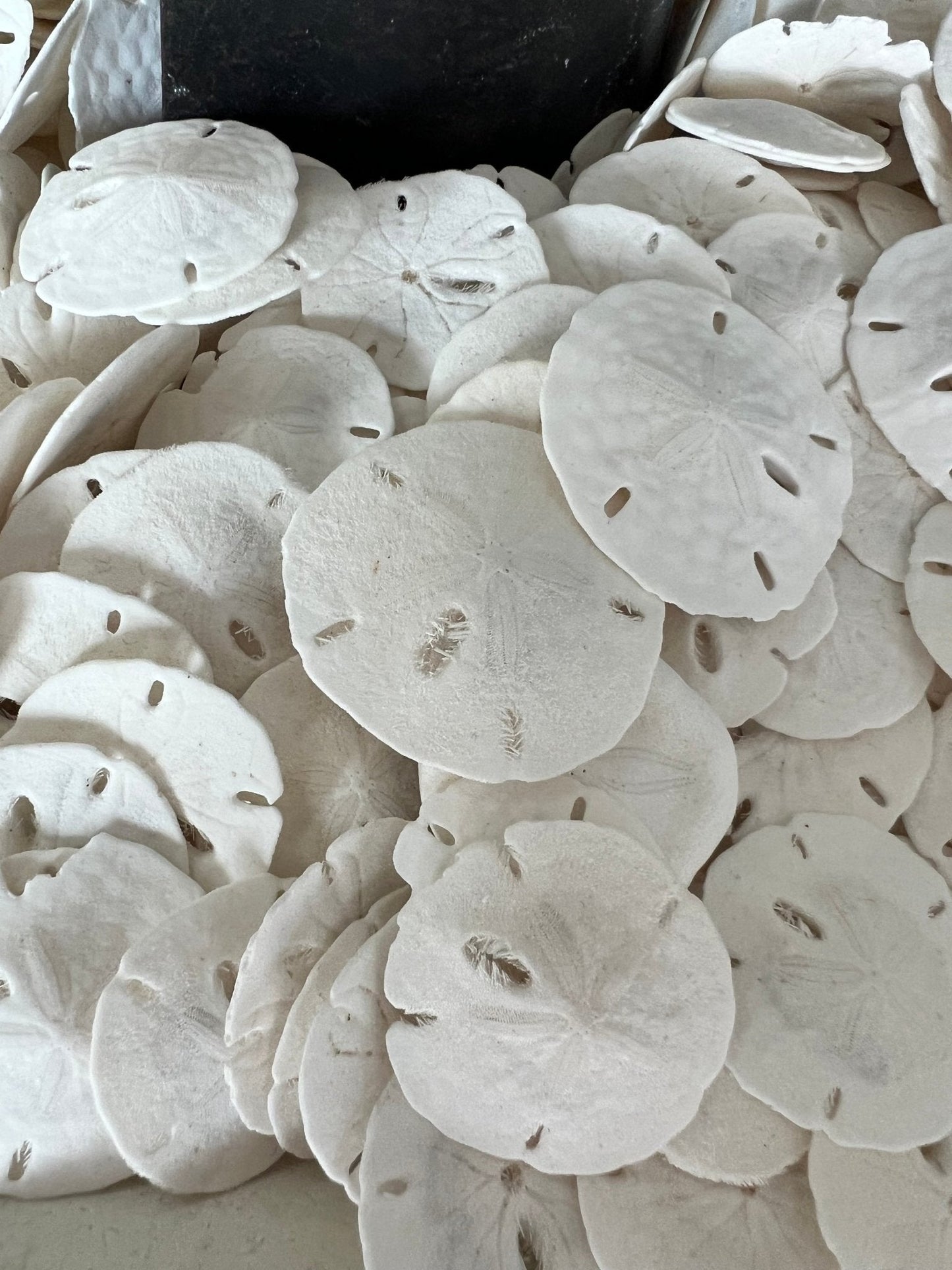 Loose White Sand Dollar (bleached)– Bulk Available Coastal Craft Shells