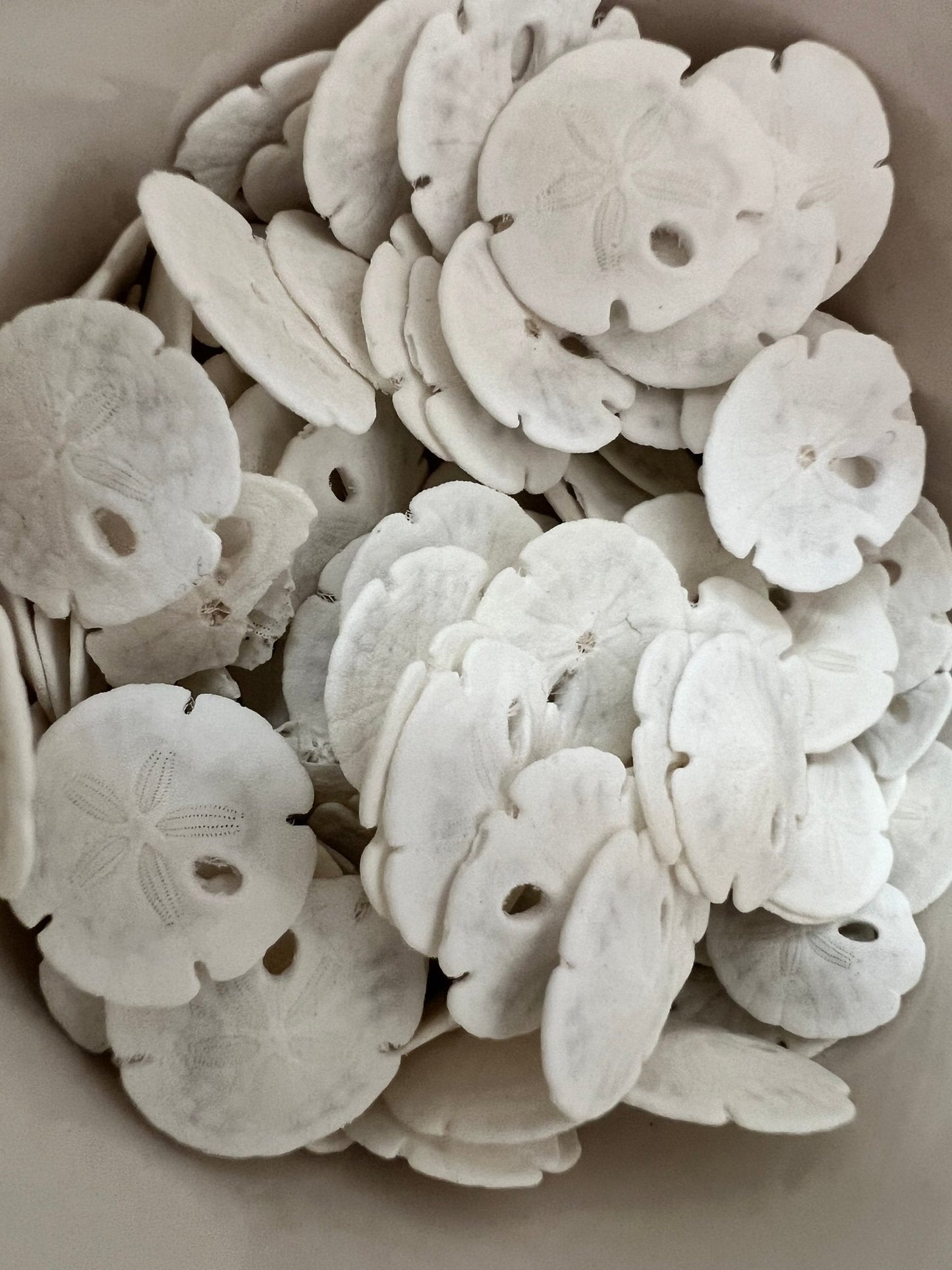 Loose White Sand Dollar (bleached)– Bulk Available Coastal Craft Shells