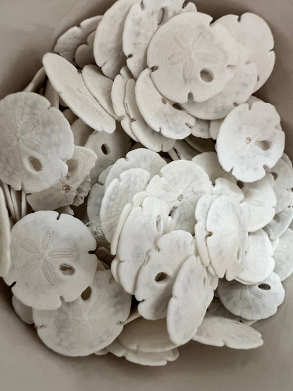 Loose White Sand Dollar (bleached)– Bulk Available Coastal Craft Shells