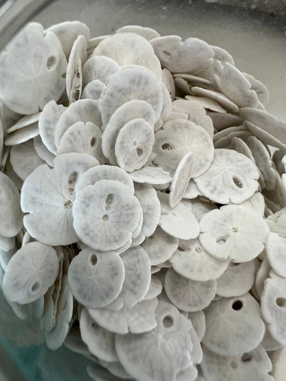 Loose White Sand Dollar (bleached)– Bulk Available Coastal Craft Shells