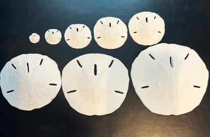 Loose White Sand Dollar (bleached)– Bulk Available Coastal Craft Shells