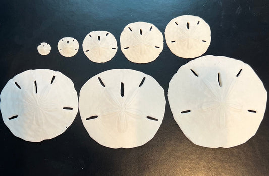 Loose White Sand Dollar (bleached)– Bulk Available Coastal Craft Shells