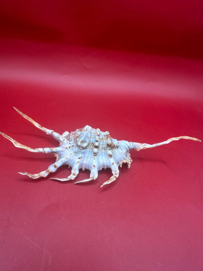 Scorpion Shell Display – Lambis scorpius with Operculum 5.9"