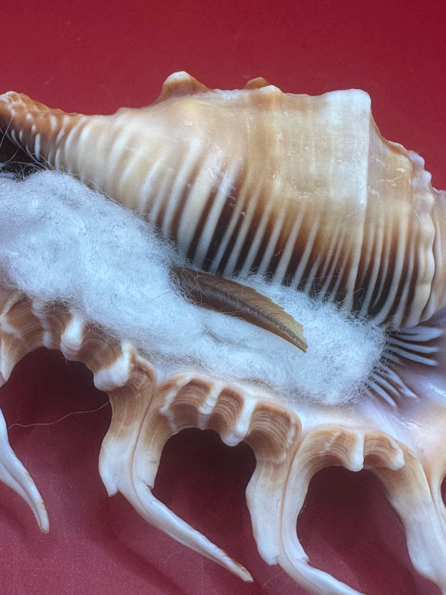 Scorpion Shell Display – Lambis scorpius with Operculum 5.9"