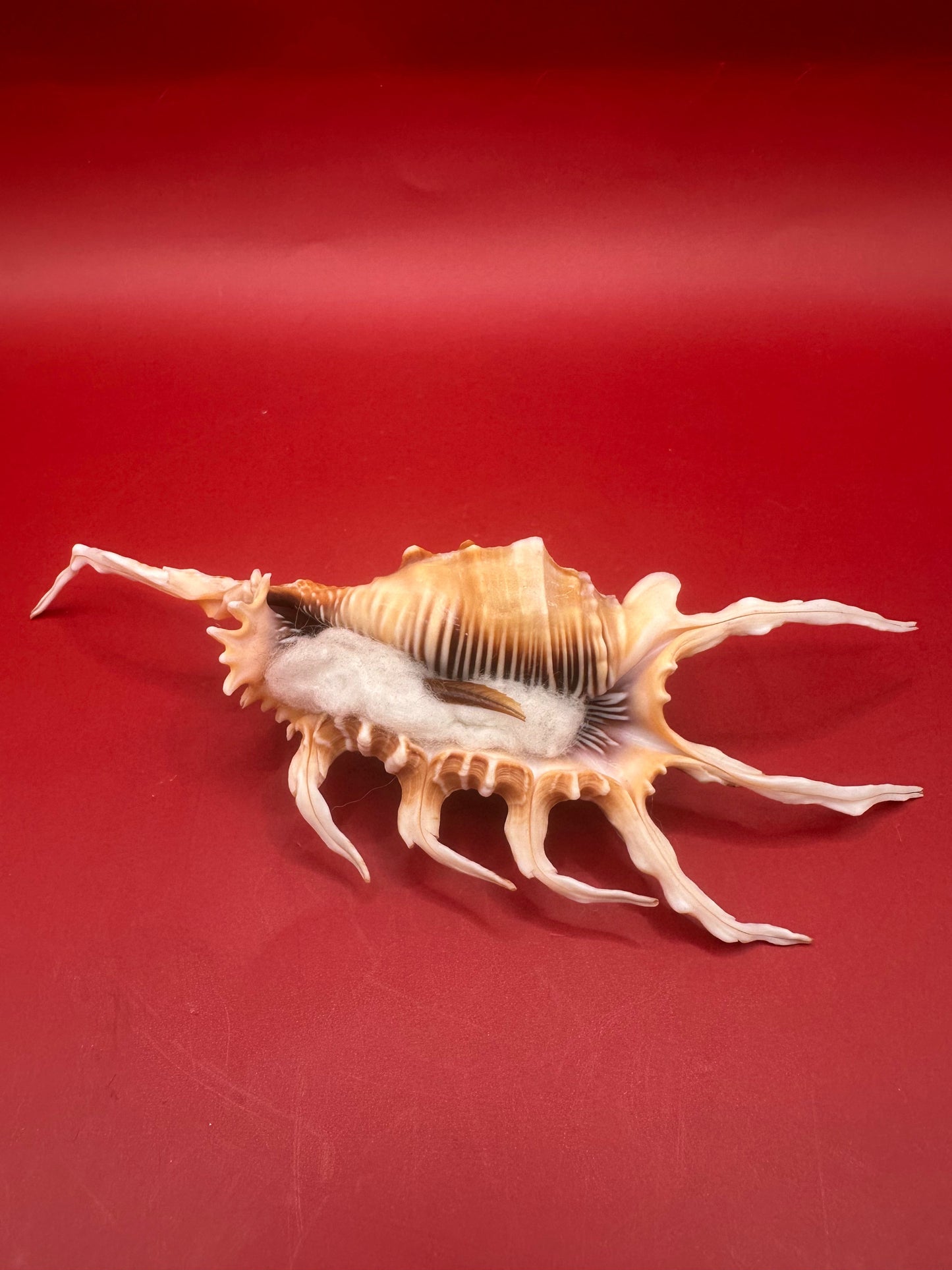 Scorpion Shell Display – Lambis scorpius with Operculum 5.9"