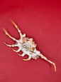 Scorpion Shell Display – Lambis scorpius with Operculum 5.9"