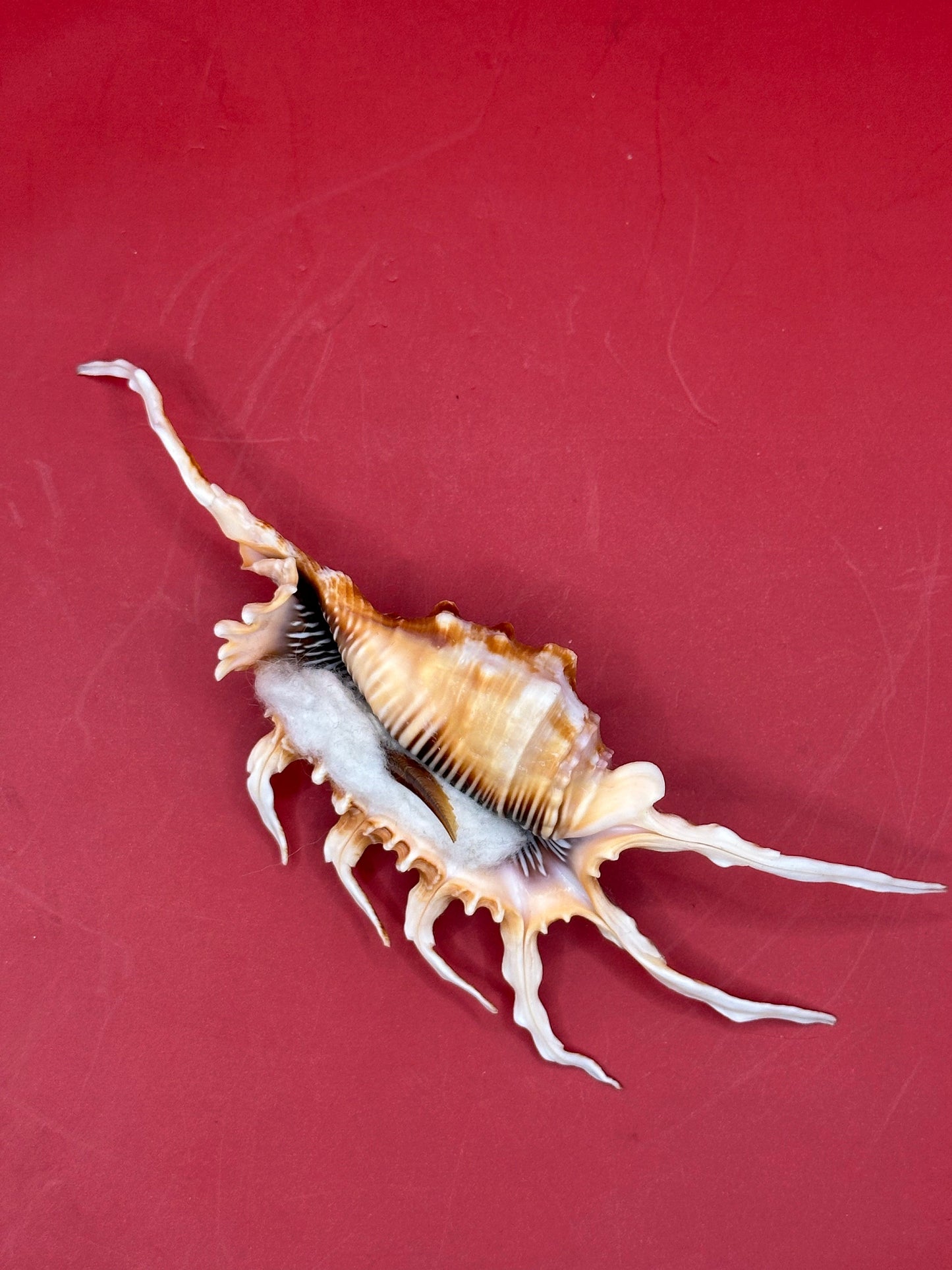 Scorpion Shell Display – Lambis scorpius with Operculum 5.9"