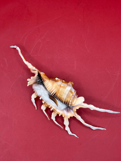 Scorpion Shell Display – Lambis scorpius with Operculum 5.9"