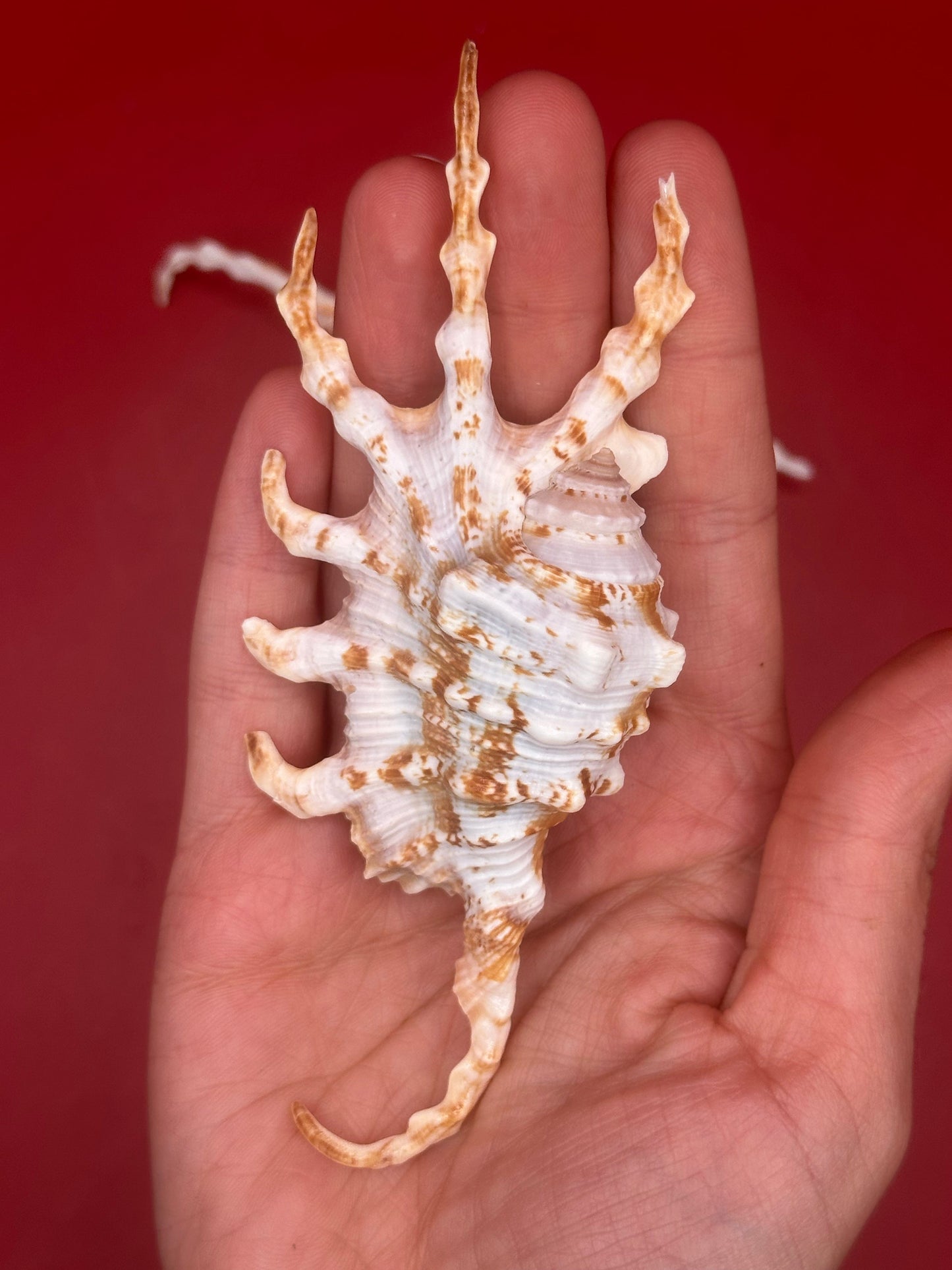 Pair of Scorpion Shells Display – Lambis scorpius 4.7" & 4.4"