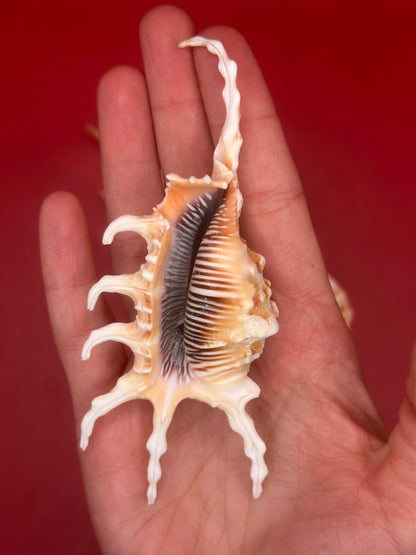 Pair of Scorpion Shells Display – Lambis scorpius 4.7" & 4.4"