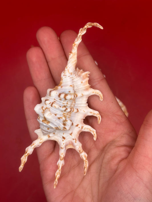 Pair of Scorpion Shells Display – Lambis scorpius 4.7" & 4.4"