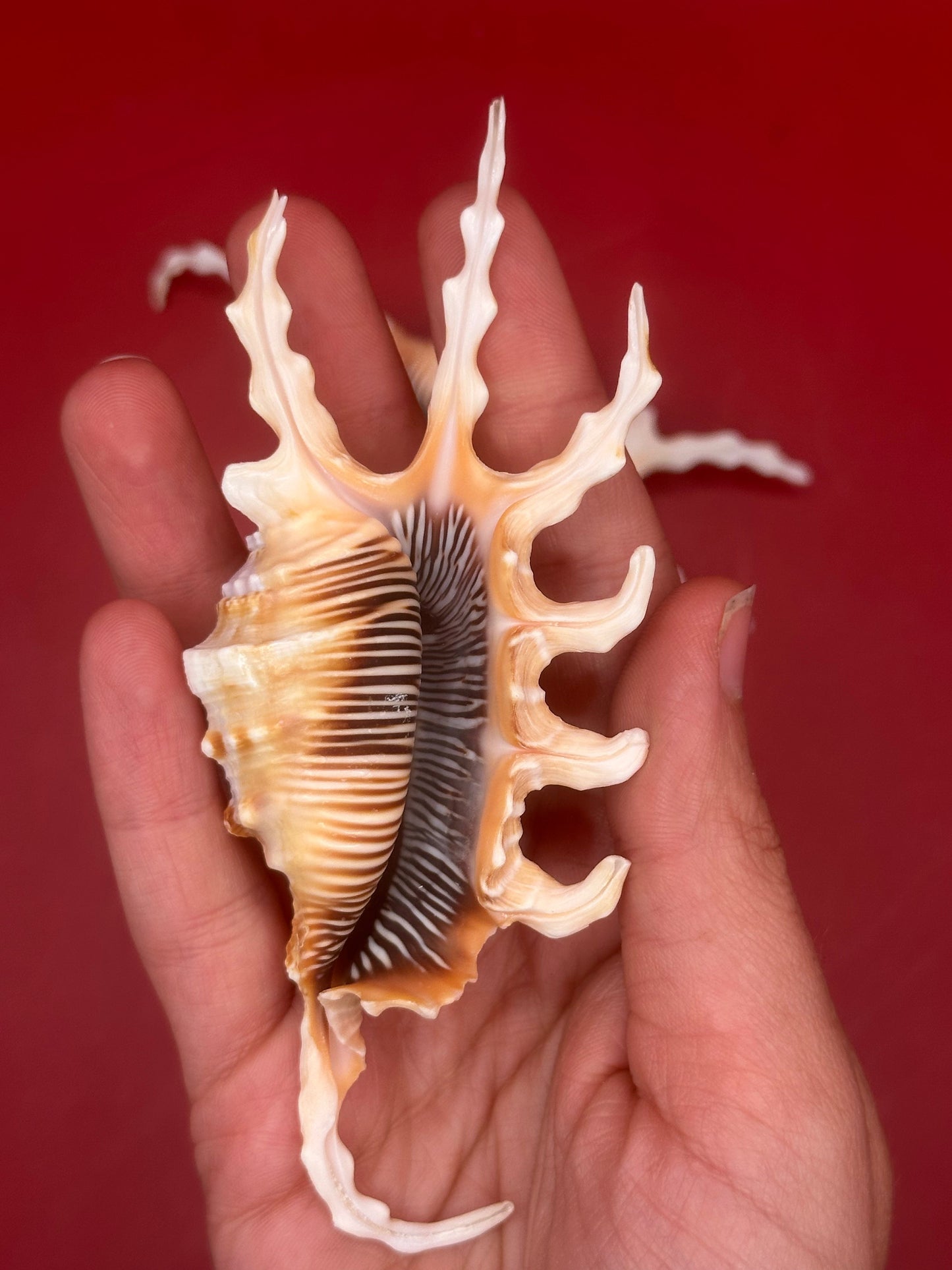 Pair of Scorpion Shells Display – Lambis scorpius 4.7" & 4.4"