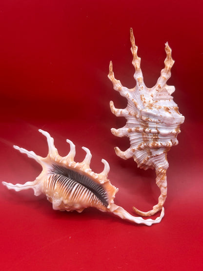 Pair of Scorpion Shells Display – Lambis scorpius 4.7" & 4.4"