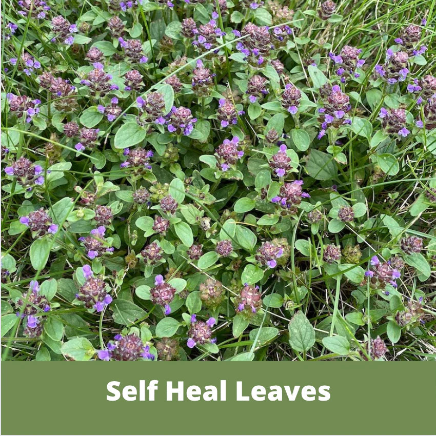 Self-Heal Seed Pouch