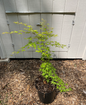 Acer palmatum 'Katsura hime' Japanese Maple