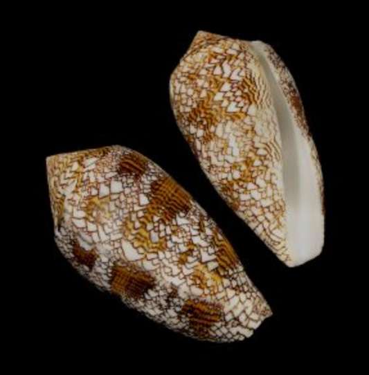 Polished Textile Cone – Conus textile, 3–3.25"