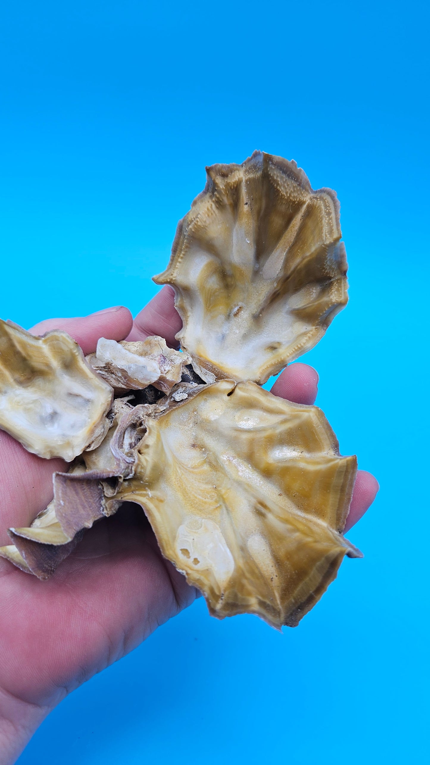 Double Cockscomb (Zigzag) Oyster – Lopha cristagalli 4"