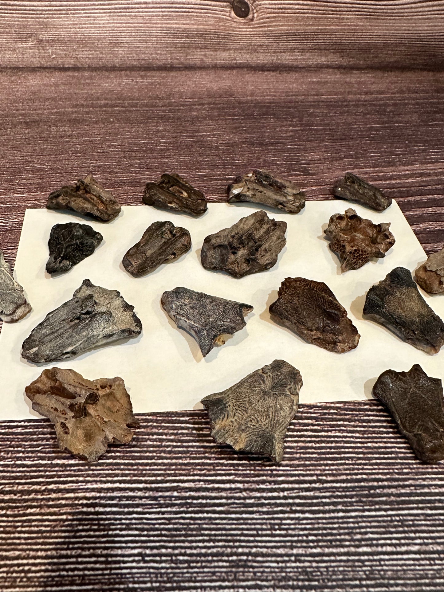 Port Aransas Fossilized Sea Robin Neurocranium