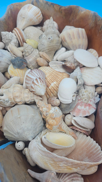 Wooden Basket with Seashells – Natural Coastal Décor Collectible Display Piece