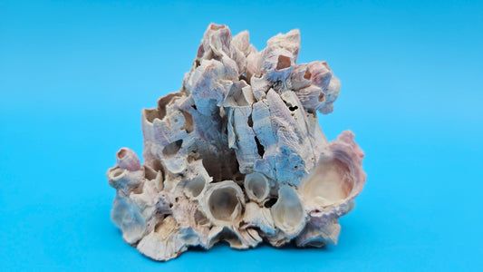 Barnacle Bloom with Scallop Display – Coastal Home Decor Specimen Small