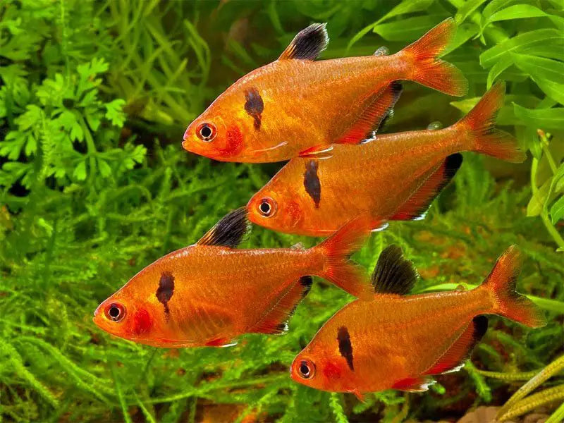 Serpae Tetra PACK OF 6