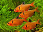 Serpae Tetra PACK OF 6
