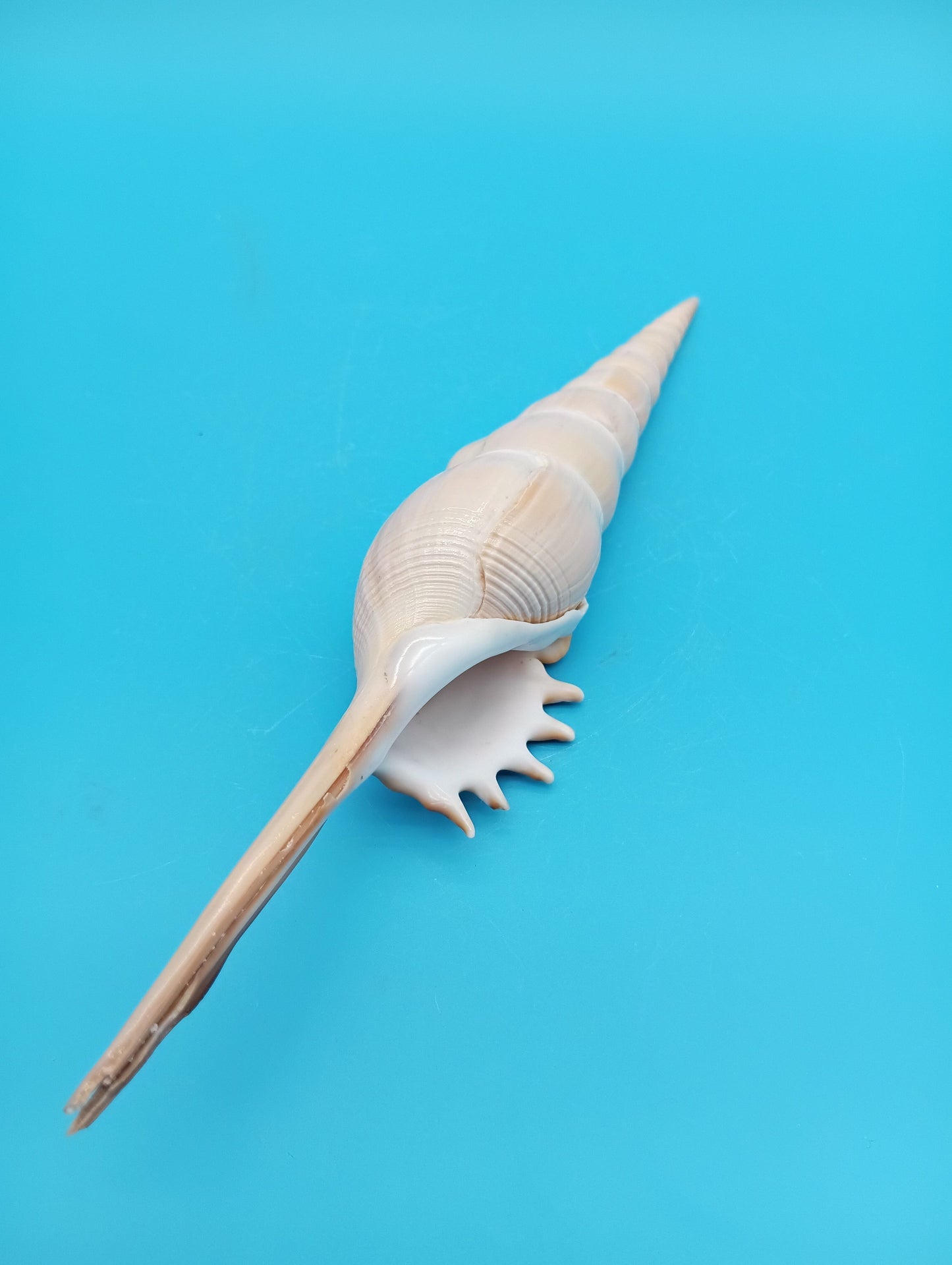 Large Shinbone Tibia Shell Display – Coastal Home Decor Specimen (Tibia fusus) 9"