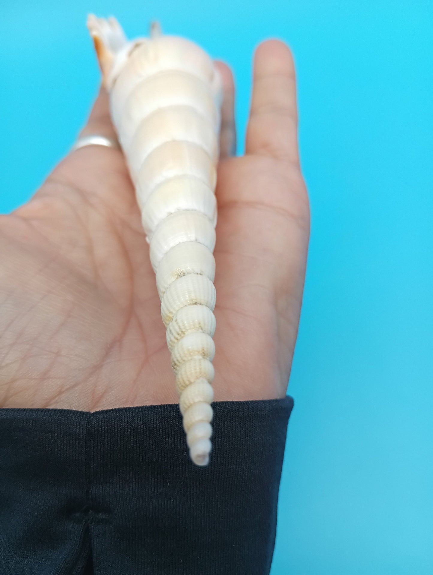 Large Shinbone Tibia Shell Display – Coastal Home Decor Specimen (Tibia fusus) 9"