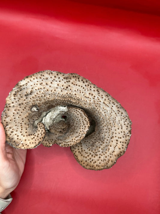 Vintage Natural Cup Coral - Turbinaria reniformis, Exact Coral 6.5x5x5"