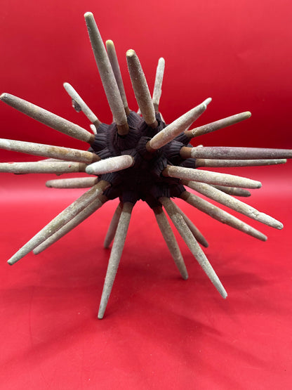 Club Urchin with Spines – Phyllacanthus parvispinus, 9"