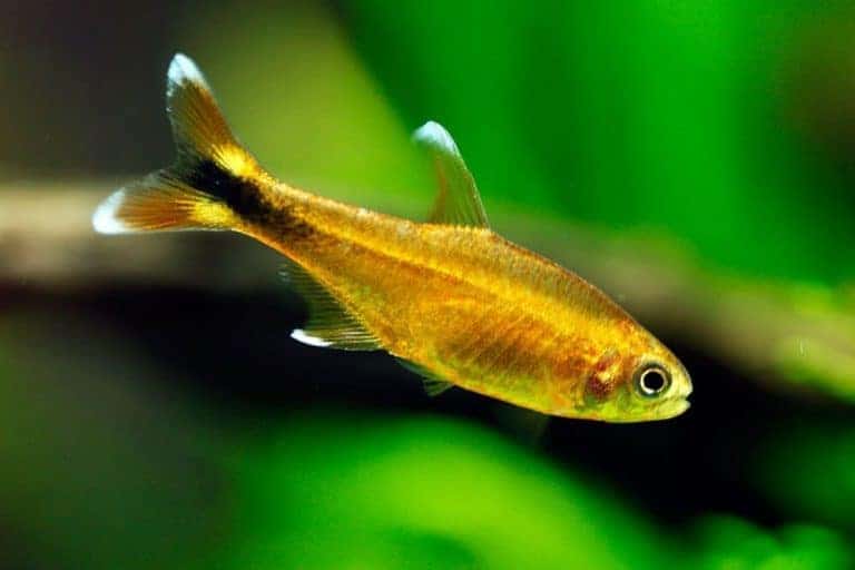 Silver Tip Tetra