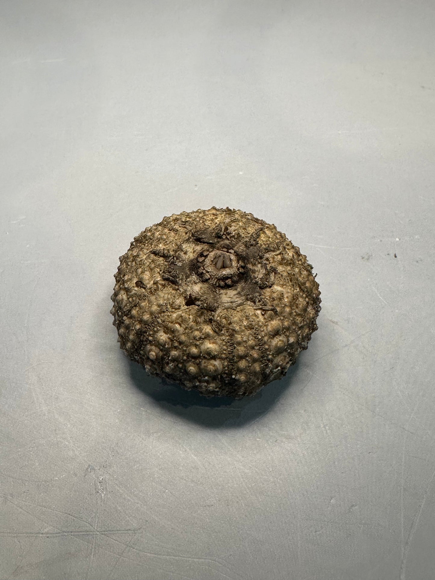 Baby Black Sea Urchin Shells