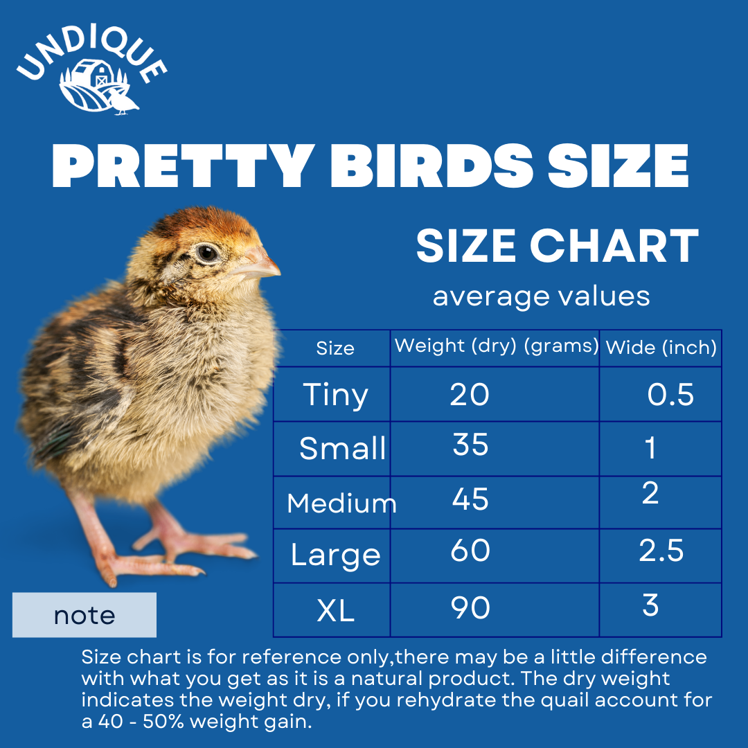 Buddy's Pretty Birds Whole Quail Chicks XL, 3 Count