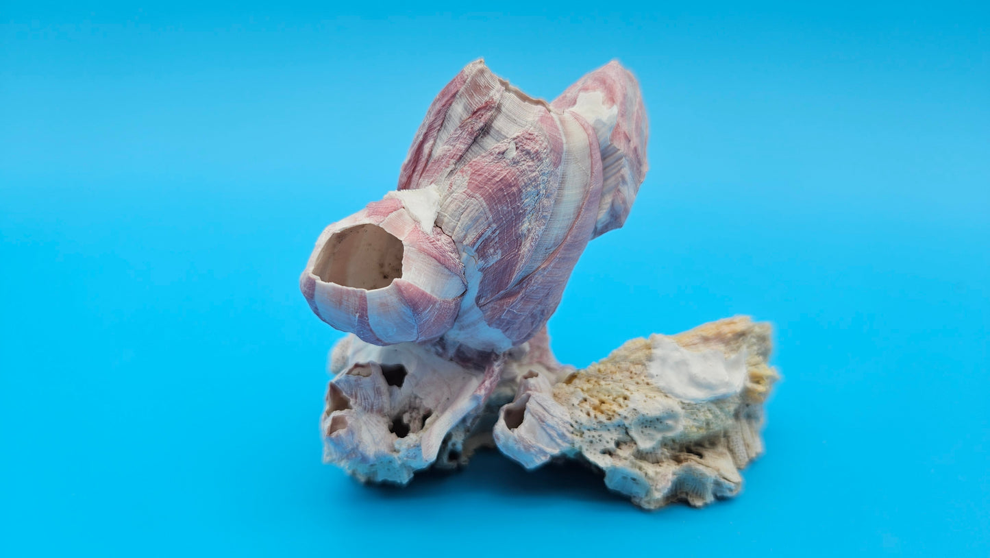Barnacle Bloom with Scallop Display – Small Coastal Decor Specimen