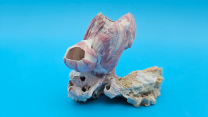 Barnacle Bloom with Scallop Display – Small Coastal Decor Specimen
