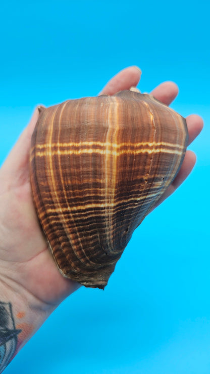 Fiber Pacific Crown Conch Shell (Melongena patula) 4-7"