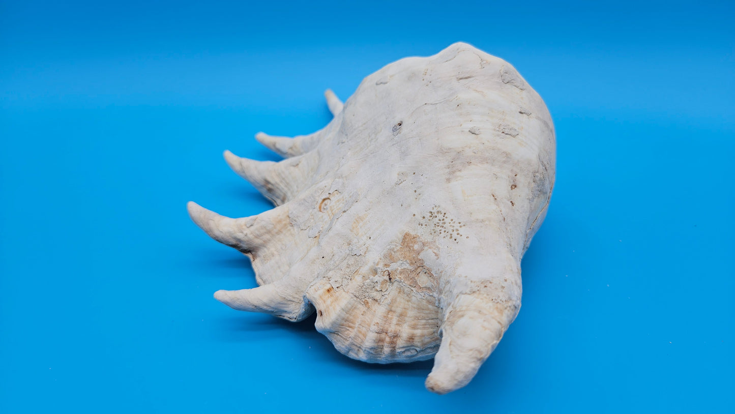 White Lambis Truncata Shell (Lambis truncata) – 10"