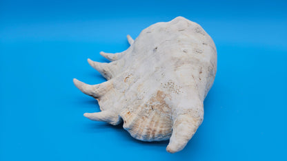 White Lambis Truncata Shell (Lambis truncata) – 10"