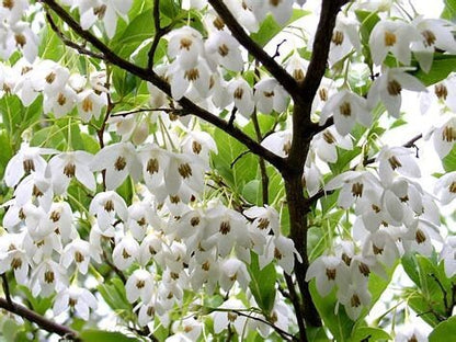 Fragrant Snowbell Tree Styrax obassia
