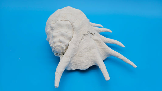 White Lambis Truncata Shell (Lambis truncata) – 11"