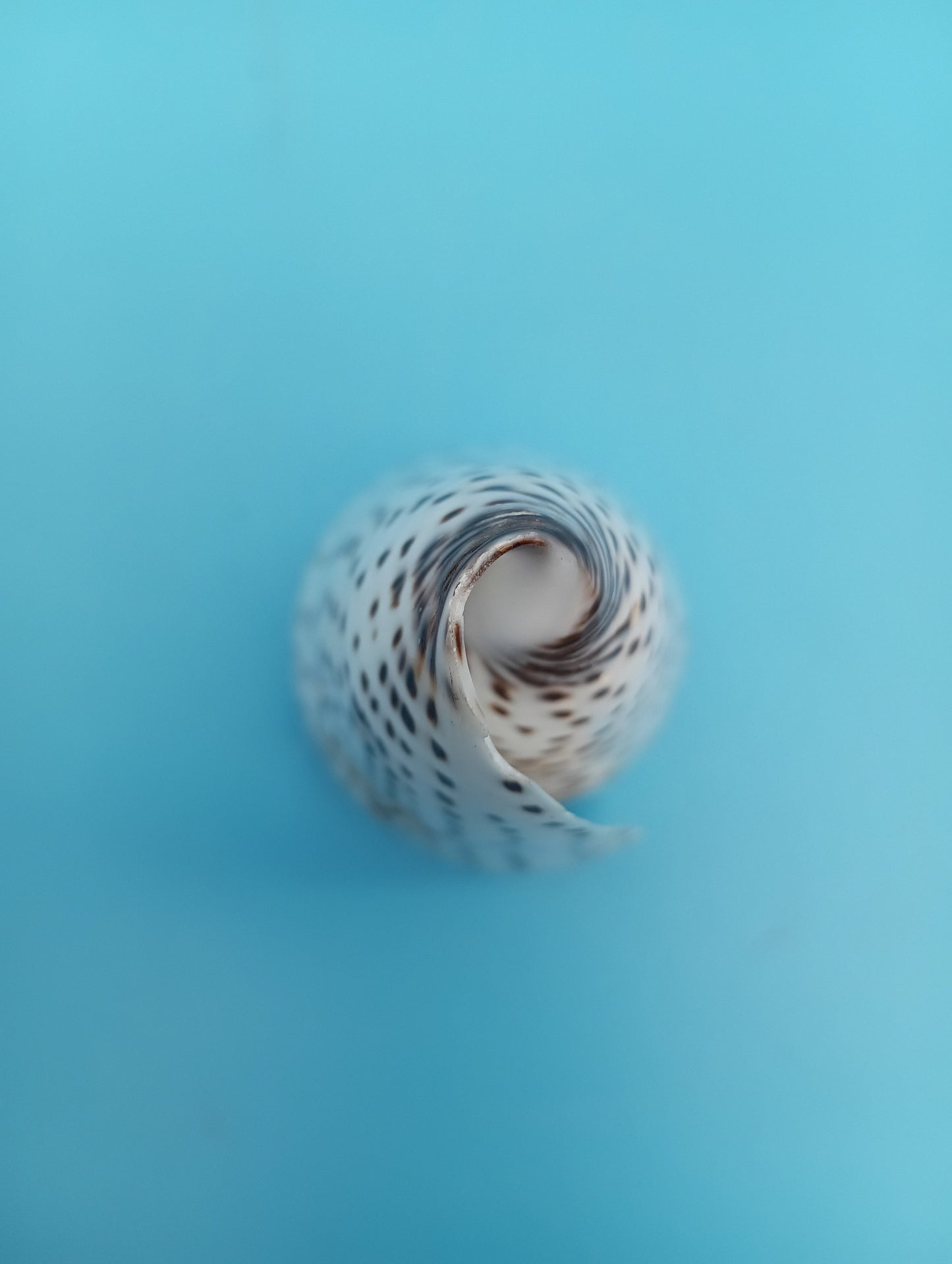 4" Polished Alphabet Cone Shell – Display Shell Coastal Decor