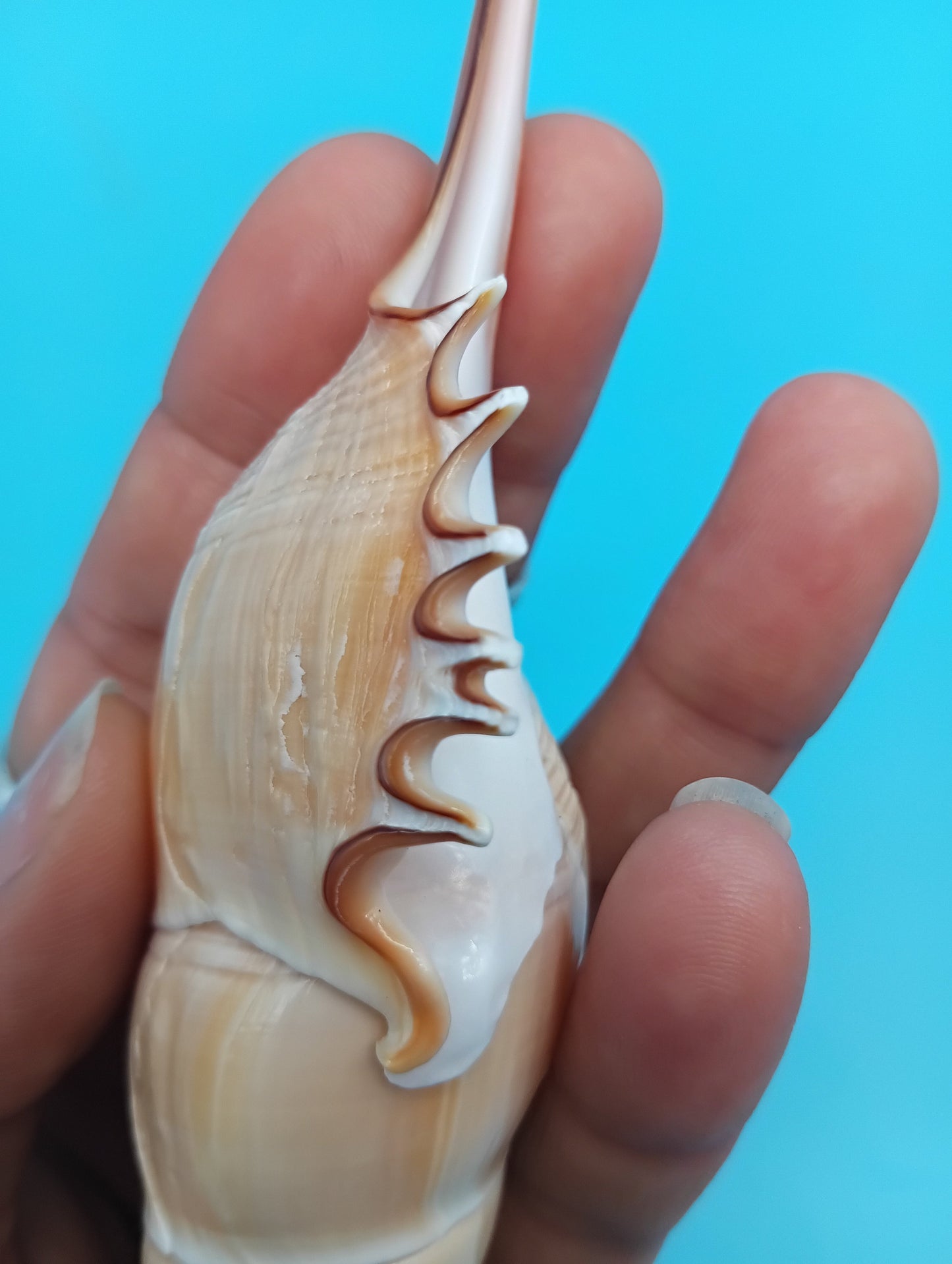 Large Shinbone Tibia Shell Display – Coastal Home Decor Specimen (Tibia fusus) 9"